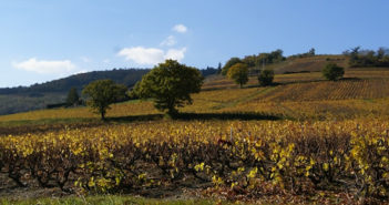 Sélection Brouilly et Côte de Brouilly
