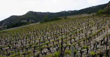 Sélection de Terrasses du Larzac