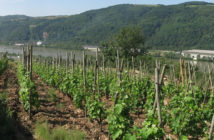 Les vins Vitis Vienna, futur cru des Côtes-du-Rhône septentrionales ?