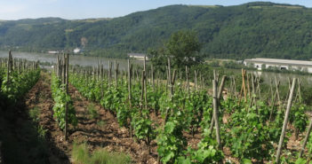 Les vins Vitis Vienna, futur cru des Côtes-du-Rhône septentrionales ?